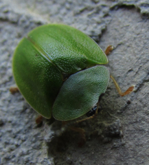 Cassida viridis