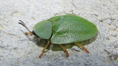 Cassida viridis
