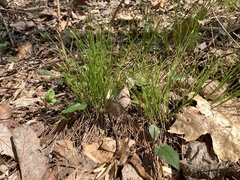 Trichophorum planifolium