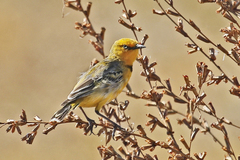 Epthianura crocea