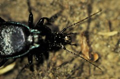 Sphaeroderus