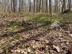 Trichophorum planifolium