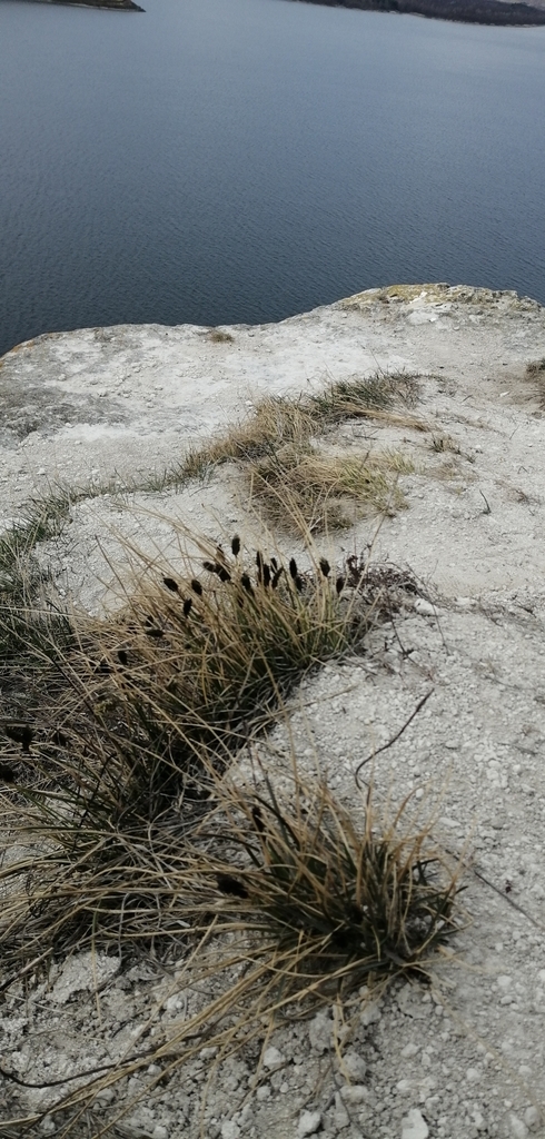 Sesleria heufleriana
