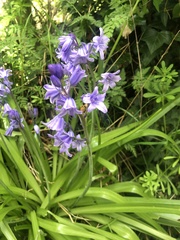 Hyacinthoides