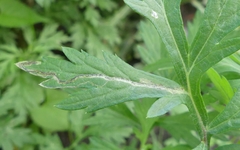 Liriomyza ptarmicae
