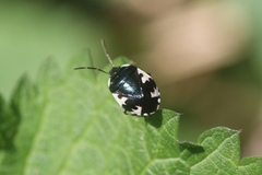 Tritomegas rotundipennis