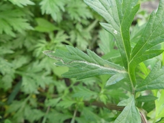 Liriomyza ptarmicae