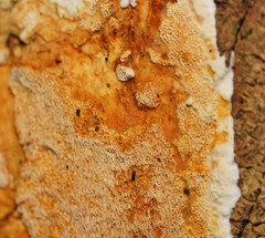 Gloeoporellus merulinus