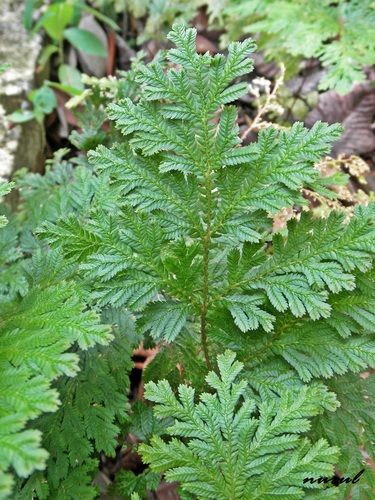 Selaginella argentea (Selaginella argentea)