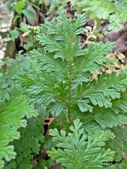 Selaginella argentea