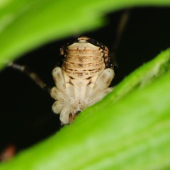 Hadrobunus maculosus