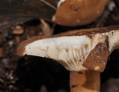 Lactifluus leonardii