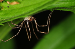 Hadrobunus maculosus