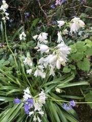 Hyacinthoides