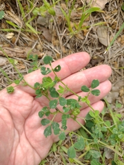 Medicago rigidula