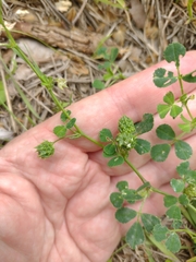 Medicago rigidula