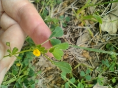 Medicago rigidula
