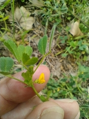 Medicago rigidula