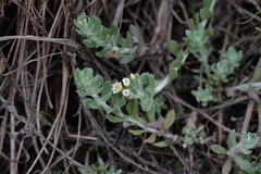 Gnaphalium declinatum