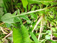 Taraxacum officinale