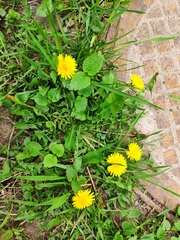 Taraxacum officinale