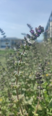 Salvia verbenaca
