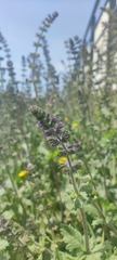 Salvia verbenaca