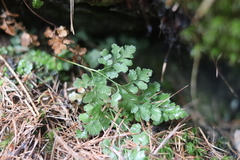 Asplenium cuneifolium