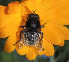 Merodon equestris