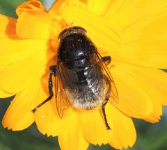 Merodon equestris