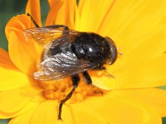 Merodon equestris