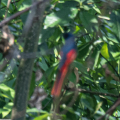 Pericrocotus ethologus