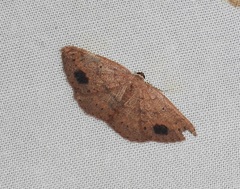 Casbia melanops