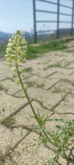 Reseda lutea