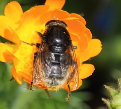 Merodon equestris