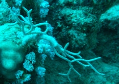 Melithaea rubrinodis