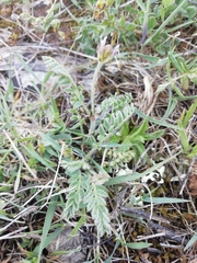 Astragalus stella