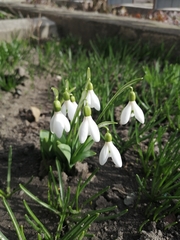 Galanthus ikariae