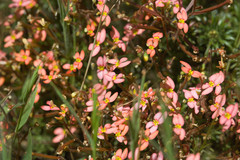 Stylidium recurvum