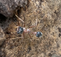 Myrmecia nigriceps