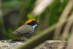 Conopophaga melanops