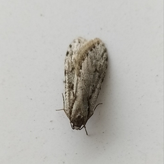Semioscopis avellanella