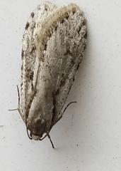 Semioscopis avellanella