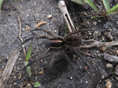 Lycosa suzukii