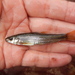 Slender Gudgeon - Photo (c) nuchi, some rights reserved (CC BY-NC)