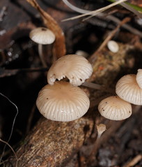 Mycena mijoi