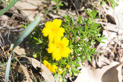 Hibbertia hypericoides hypericoides
