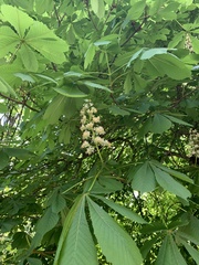 Aesculus hippocastanum