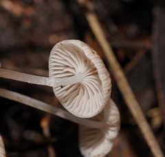 Mycena mijoi