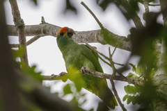 Amazona rhodocorytha